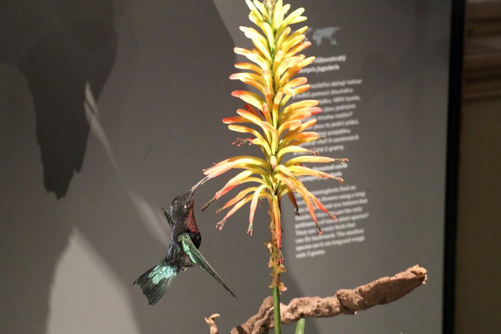 Nová stálá expozice s názvem Zázraky evoluce, kterou 2. září 2021 otevřelo Národní muzeum v Praze. Umožňuje projít evolucí života na Zemi od podmořského světa až po velké suchozemské i vodní savce.