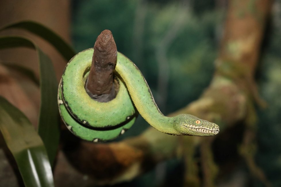 Nová stálá expozice s názvem Zázraky evoluce, kterou 2. září 2021 otevřelo Národní muzeum v Praze. Umožňuje projít evolucí života na Zemi od podmořského světa až po velké suchozemské i vodní savce.