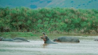 Zapomenuté safari