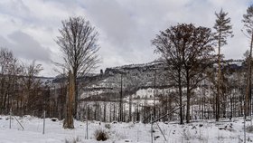 Ohořelé stromy nad Edmudovou (Tichou) soutěskou řeky Kamenice v Národním parku České Švýcarsko, 27. února 2023