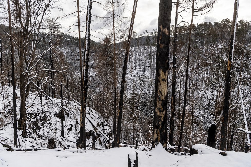 Ohořelé stromy nad Edmudovou (Tichou) soutěskou řeky Kamenice v Národním parku České Švýcarsko, 27. února 2023
