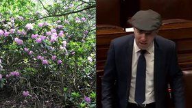 V Irsku se přemnožily rododendrony. Problém možná bude řešit armáda.