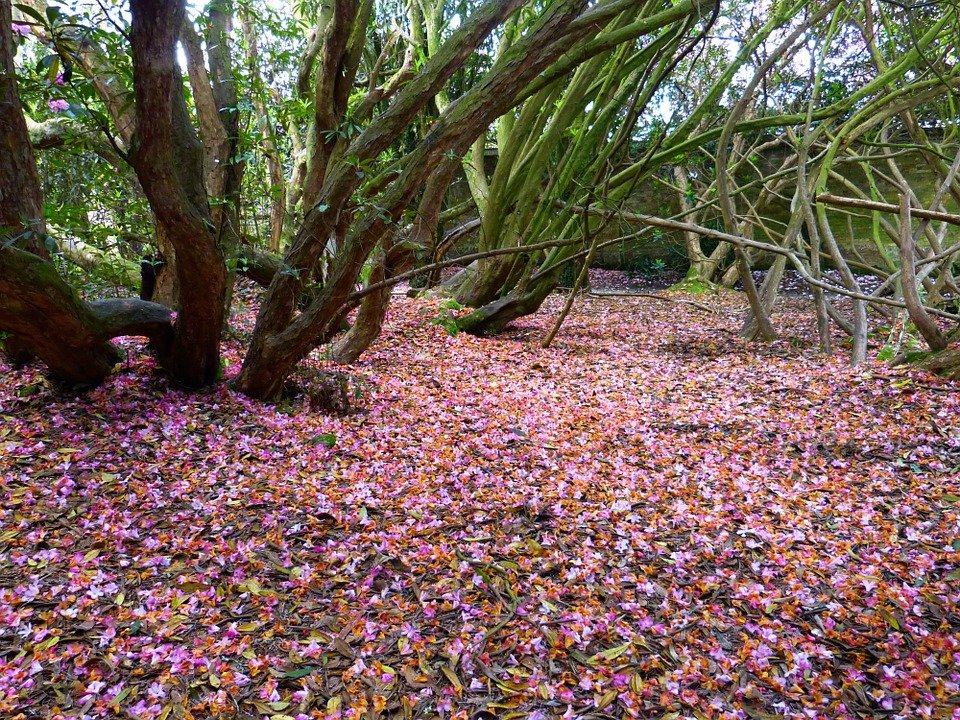 V Irsku se přemnožily rododendrony. Problém možná bude řešit armáda.