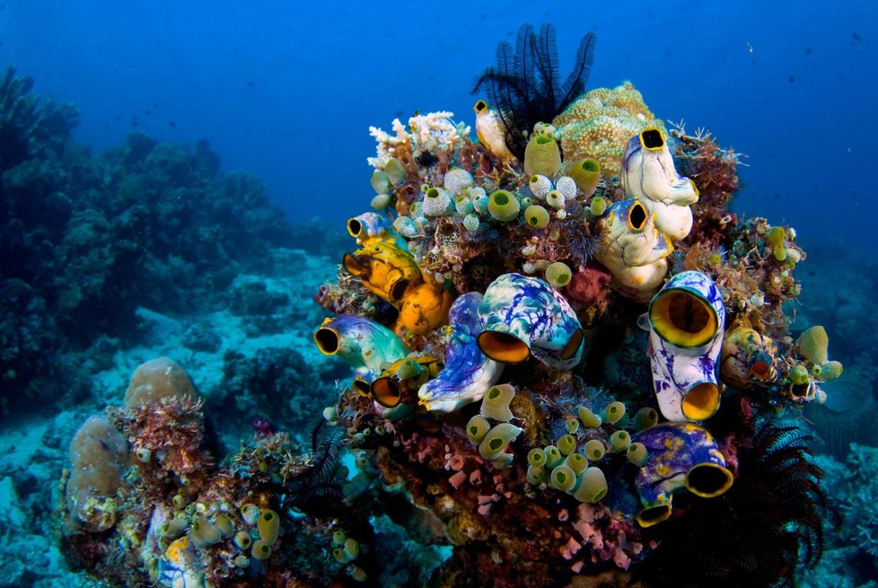 Korálové útesy podle některých odborníků opalovacími krémy trpí.