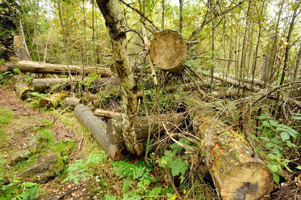 Národní park Šumava