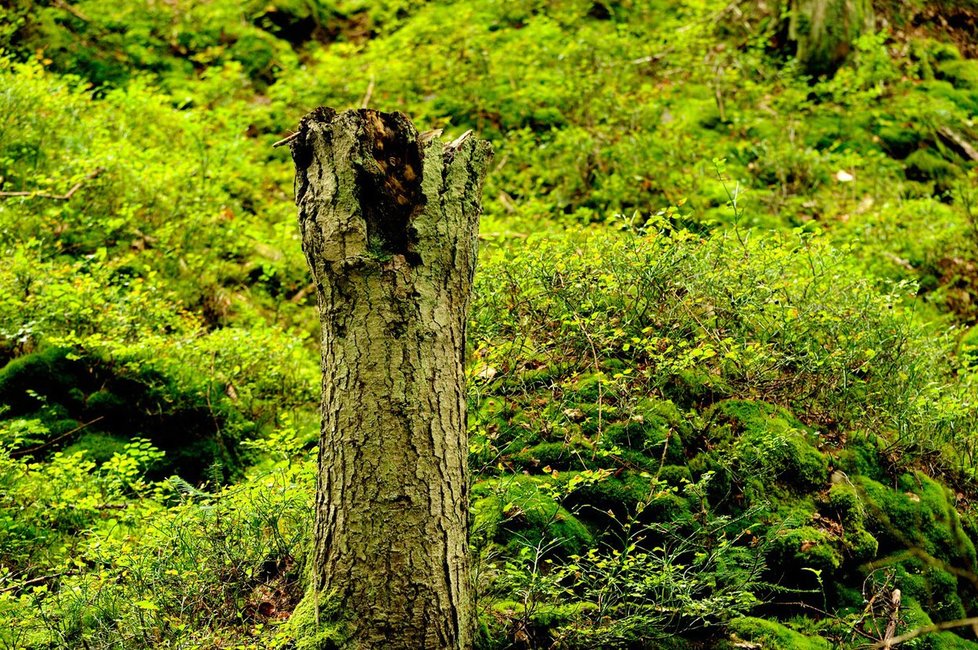 Národní park Šumava