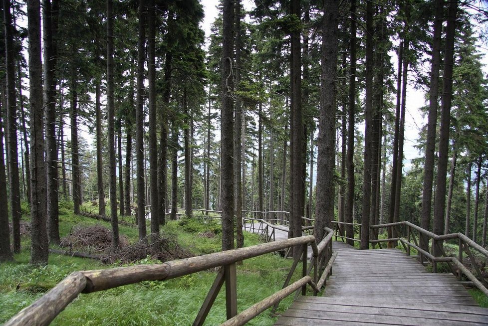 Národní přírodní rezervace Boubínský prales