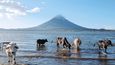 K jezeru Nikaragua vodí pastevci každé odpoledne své krávy na siestu