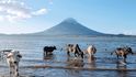 K jezeru Nikaragua vodí pastevci každé odpoledne své krávy na siestu