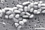 Tyto bakterie s arzenem v DNA byly objeveny v jezeře Mono