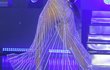 Natalia Oreiro šokovala svým mladistvým vzhledem na vystoupení v Moskvě Natalia Oreiro šokovala svým mladistvým vzhledem na vystoupení v Moskvě