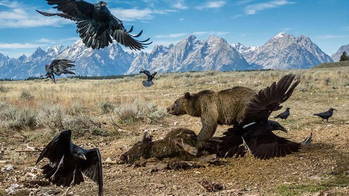 V americkém národním parku Grand Teton svádí souboj hejno krkavců s medvědem grizzlym o mršinu bizona