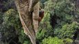 Orangutan bornejský šplhá po téměř 40 metrů vysokém stromě pro ovoce