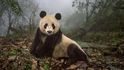 Šestnáctiletá panda velká jménem Ye-Ye, která žije v čínské přírodní rezervaci Wolong