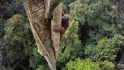 Orangutan bornejský šplhá po téměř 40 metrů vysokém stromě pro ovoce