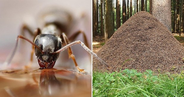 V přírodní památce Rohovec mizí mravenci! Ze 400 hnízd jich zbylo sotva 70