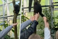 Neuvěřitelné video drzých návštěvníků zlínské zoo: Krmili opice a tahali je za ocas