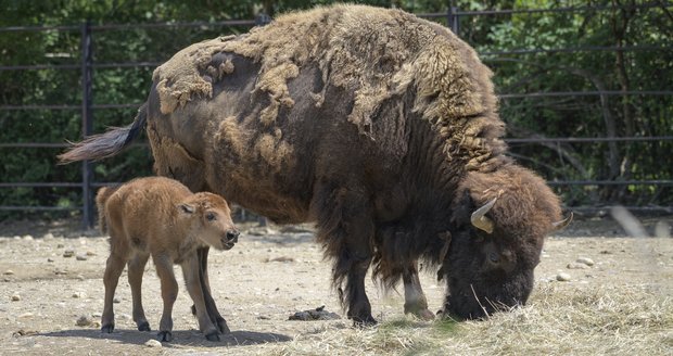 V Zoo Praha se na rodilo mládě bizona.