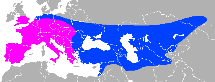 Rozšíření neandertálců (rané formy růžově, pozdní formy modře)