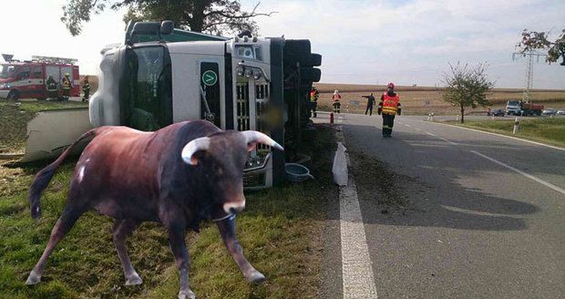 Po nehodě kamionu na Znojemsku utekli býci: Jeden z nich je pořádně rozzuřený