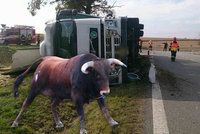 Po nehodě kamionu na Znojemsku utekli býci: Jeden z nich je pořádně rozzuřený