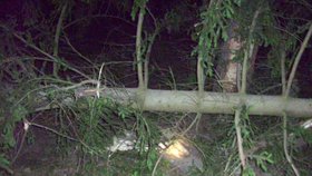 Auto při nehodě přerazilo vzrostlý strom.