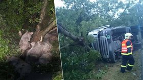 Řidič kamionu s návěsem, který převážel téměř dvě stě prasat, havaroval v neděli chvíli před půl devátou večer u Valtrovic na Znojemsku.