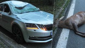 Řidič Škody Octavia se srazil v pondělí ráno u Strážovic s jelenem. Zvíře nepřežilo.