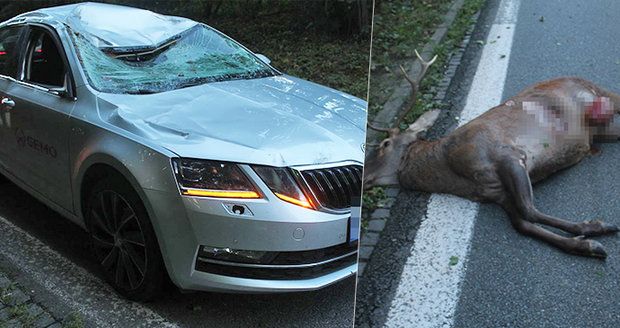 To byla rána! Řidič na Hodonínsku skolil statného paroháče, jelen zhasnul