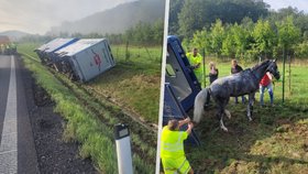 Na dálnici D8 havaroval kamion převážející koně: Řidič byl pod vlivem alkoholu