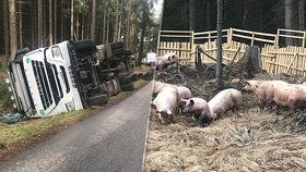 V lese na Benešovsku se převrátil tahač s prasaty: Zvířata se rozutekla po lese