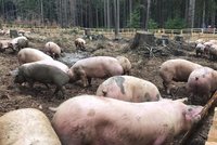 Farmáře sežrala vlastní prasata: Zbyly po něm jen kosti