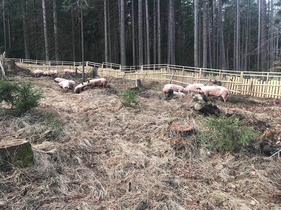 V lese na Benešovsku se převrátil tahač s prasaty: Zvířata se rozutekla po lese