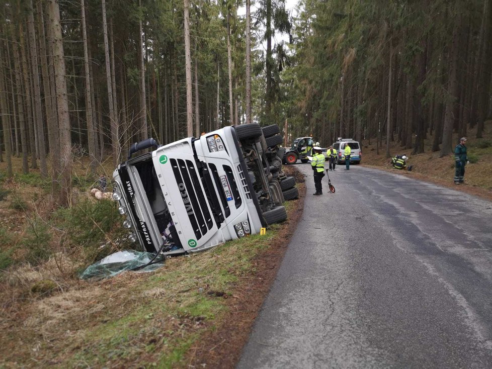 V lese na Benešovsku se převrátil tahač s prasaty: Zvířata se rozutekla po lese