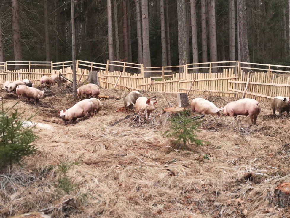 V lese na Benešovsku se převrátil tahač s prasaty: Zvířata se rozutekla po lese