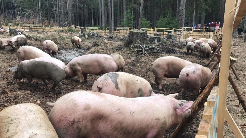 V lese na Benešovsku se převrátil tahač s prasaty: Zvířata se rozutekla po lese