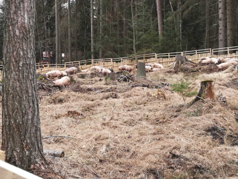 V lese na Benešovsku se převrátil tahač s prasaty: Zvířata se rozutekla po lese