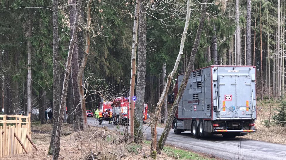 V lese na Benešovsku se převrátil tahač s prasaty: Zvířata se rozutekla po lese