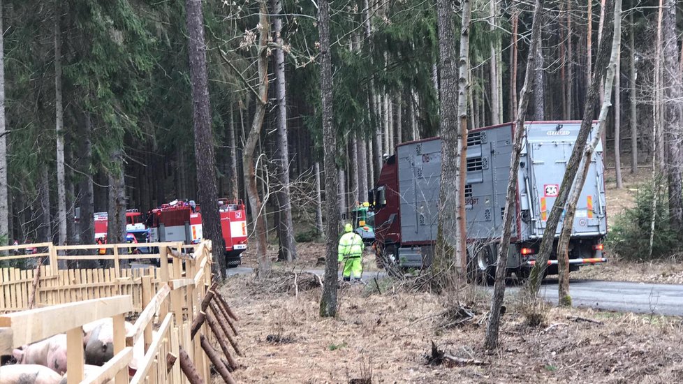 V lese na Benešovsku se převrátil tahač s prasaty: Zvířata se rozutekla po lese