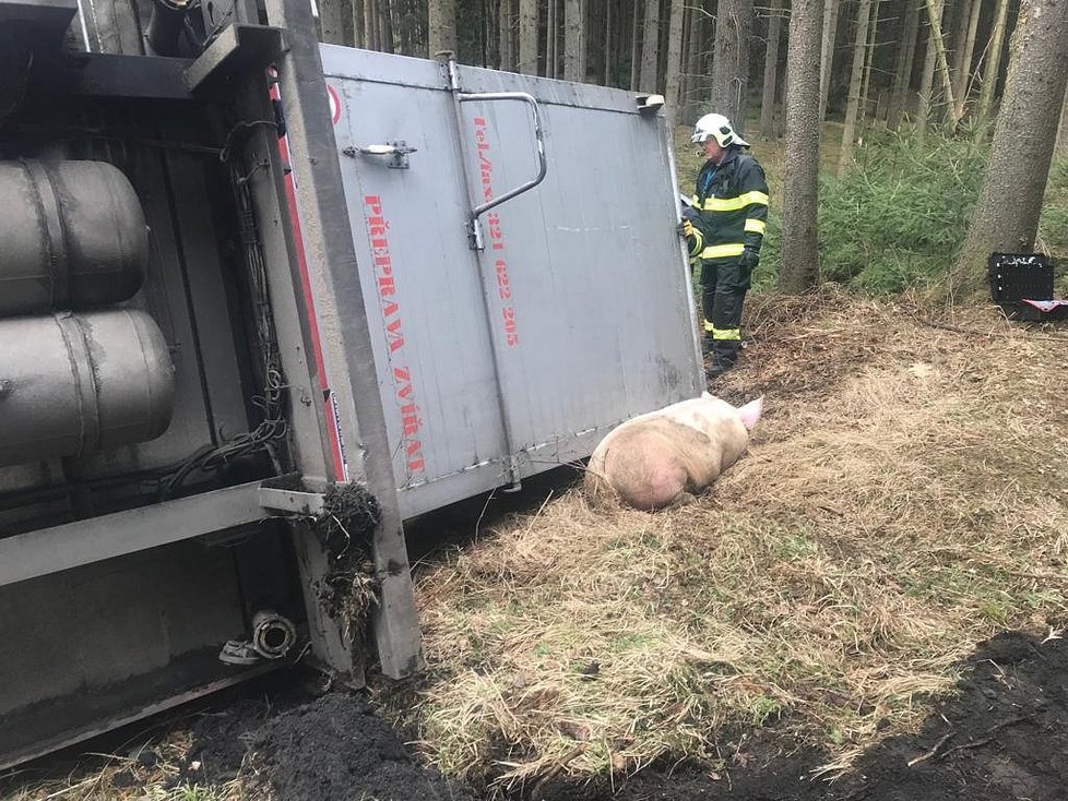 V lese na Benešovsku se převrátil tahač s prasaty: Zvířata se rozutekla po lese