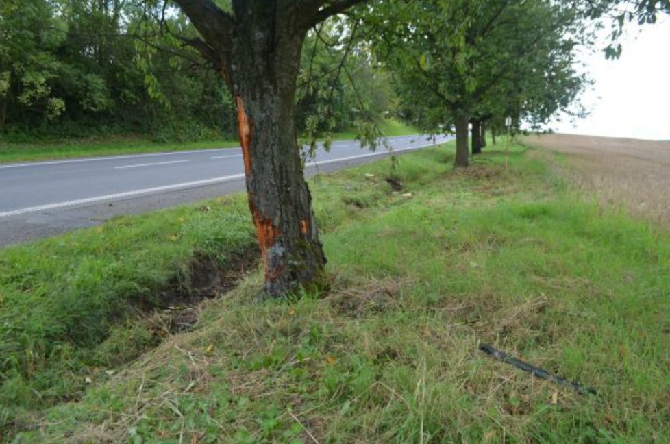 Do tohoto stromu mladá řidička narazila.