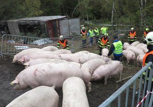 Hasiči vytvořili ohrazený prostor, kam přeživší prasátka soustředili.