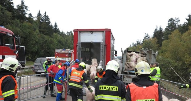 Hasiči vytvořili ohrazený prostor, kam přeživší prasátka soustředili.