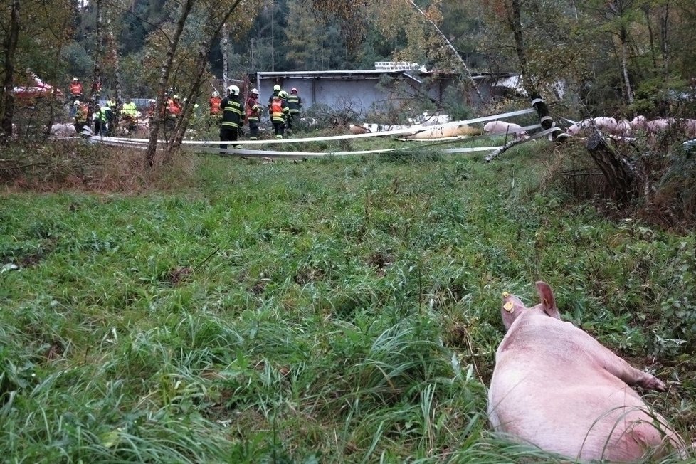 Nehodu na D1 u Brna nepřežila přibližně polovina ze 105 prasat