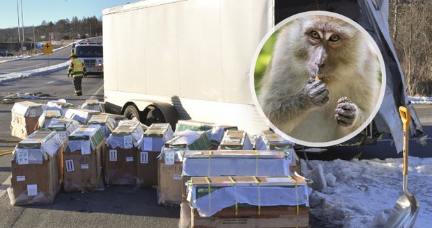 Po nehodě utekly laboratorní opice, mohly přenášet nemoci. Ochránci: Takhle začínají pandemie