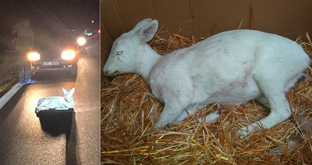 Auto na Plzeňsku srazilo bílou srnu: Svědci ji chtěli zachránit, měla ale vnitřní zranění.