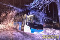 Autobusačka nezvládla zatáčku: Narazila do stromu, ten na ni spadl!
