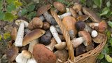I jedlé houby vás mohou otrávit! Víme, jak se tomu vyhnout