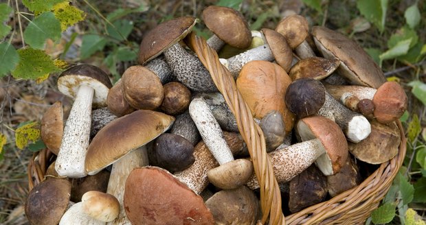 I stoprocentně jedlé a chutné houby se špatným zacházením mění v jed.
