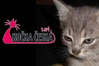 Kočka Česka 2014: 4 hlavní důvody, proč přihlásit svou kočku do soutěže